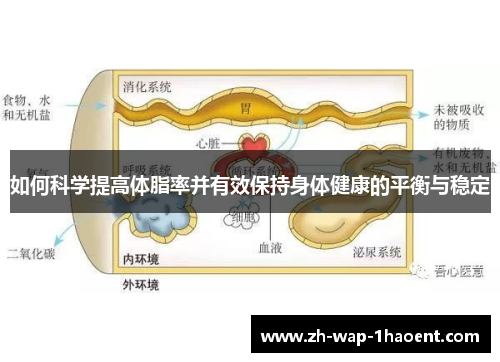 如何科学提高体脂率并有效保持身体健康的平衡与稳定